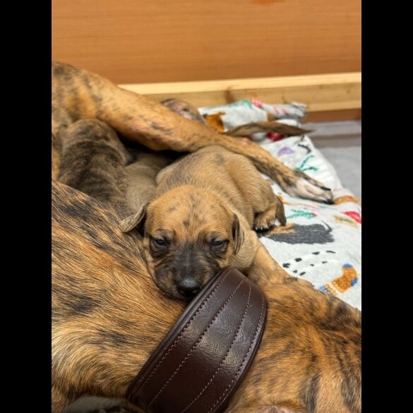 Whippet - Dogs