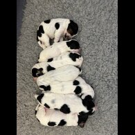 Cocker Spaniel (Working &amp; Show) - Both