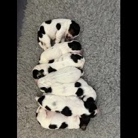 Cocker Spaniel (Working &amp; Show) - Both