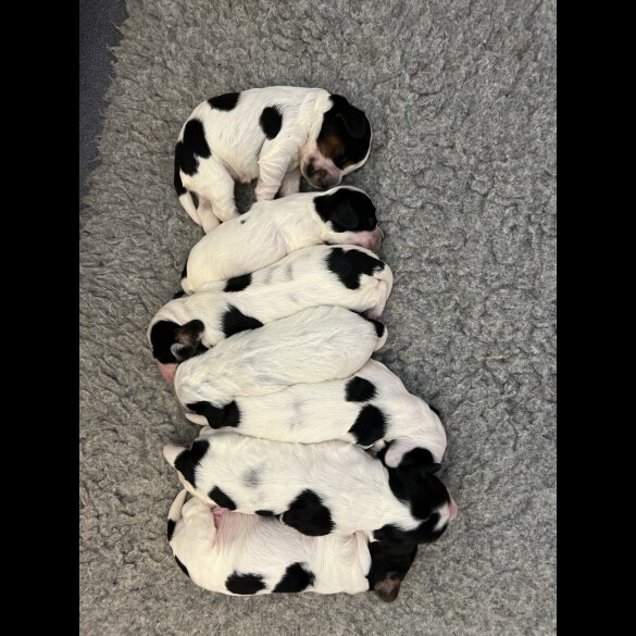 Cocker Spaniel (Working &amp; Show) - Both