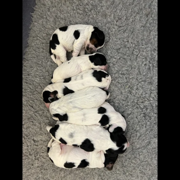 Cocker Spaniel (Working &amp; Show) - Both