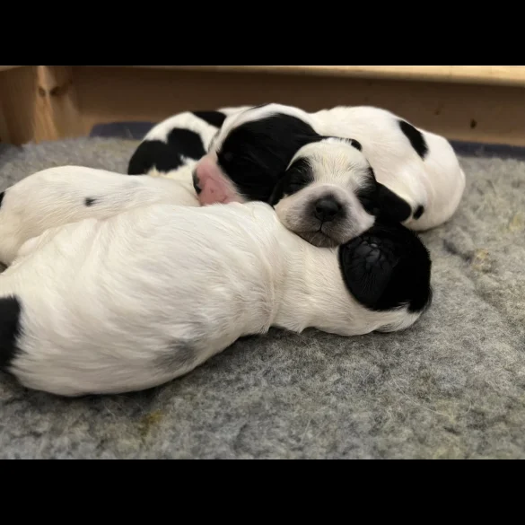 Cocker Spaniel (Working &amp; Show) - Both