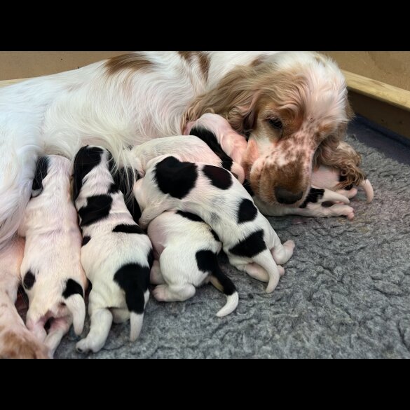 Cocker Spaniel (Working &amp; Show) - Both