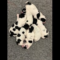 Cocker Spaniel (Working &amp; Show) - Both