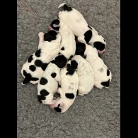 Cocker Spaniel (Working &amp; Show) - Both