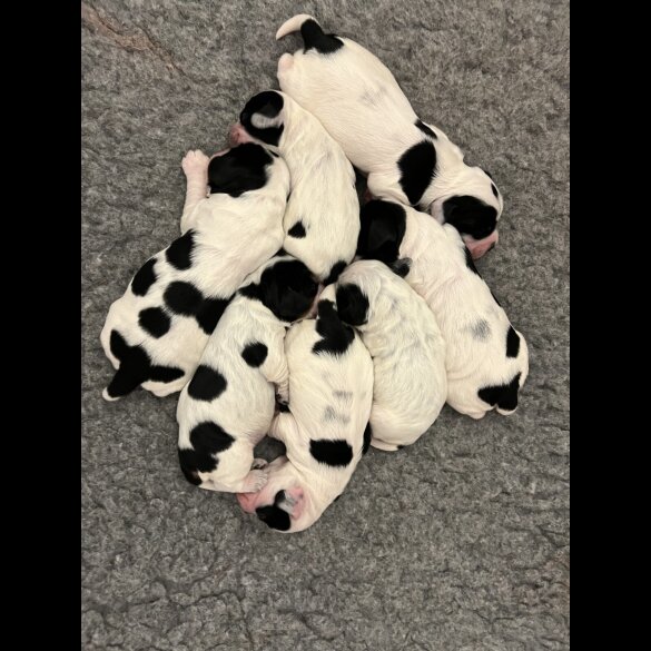 Cocker Spaniel (Working &amp; Show) - Both