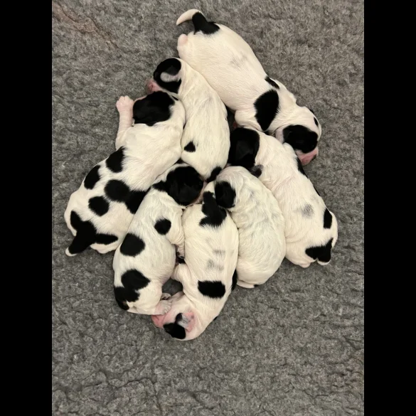 Cocker Spaniel (Working &amp; Show) - Both