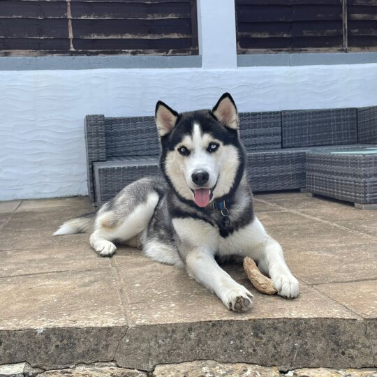 Siberian Husky