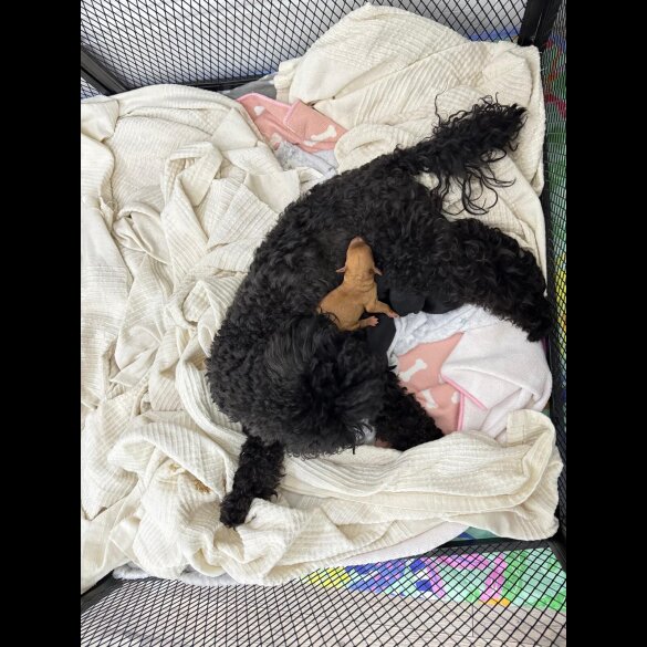 Toy Poodle - Both