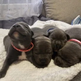 Staffordshire Bull Terrier - Both