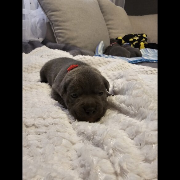 Staffordshire Bull Terrier - Both