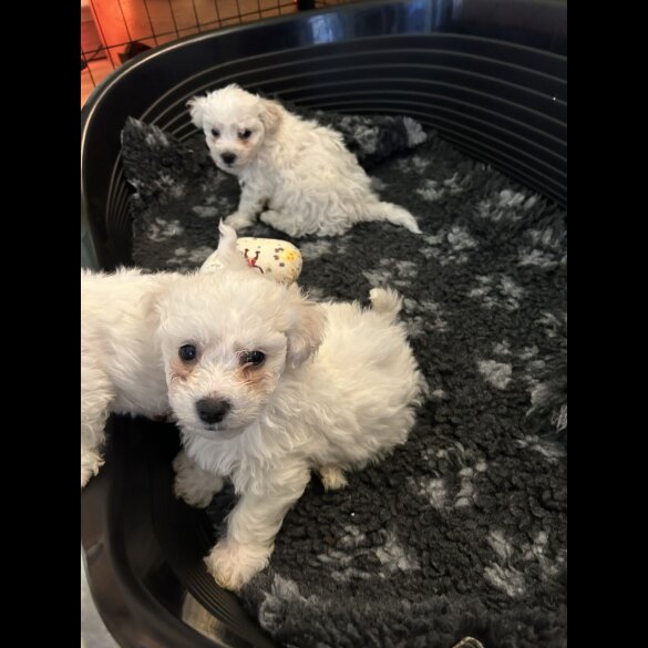 Bichon Frise - Dogs