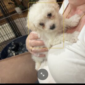 Bichon Frise - Dogs