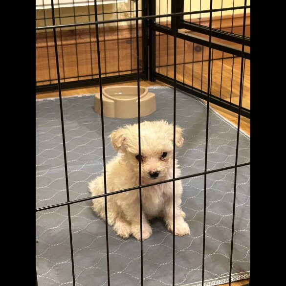 Bichon Frise - Dogs