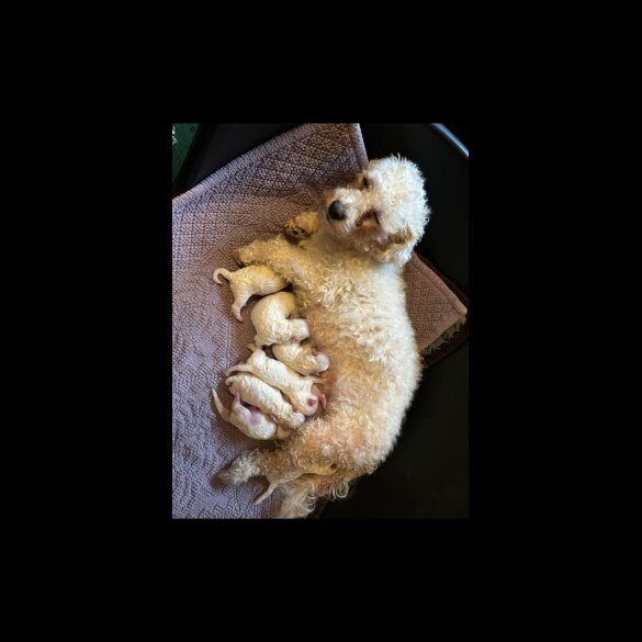 Bichon Frise - Dogs