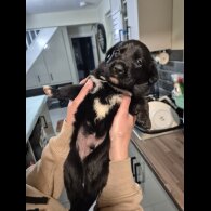 Border Collie - Both