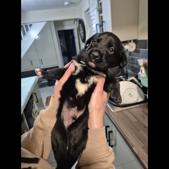 Border Collie - Both