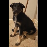 Border Collie - Bitches