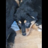 Border Collie - Dogs