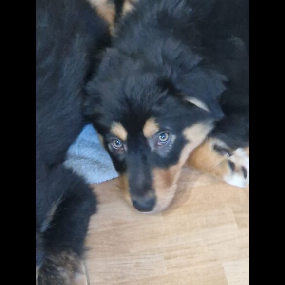 Border Collie - Dogs