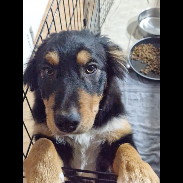 Border Collie - Dogs