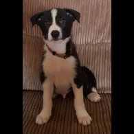 Border Collie - Both