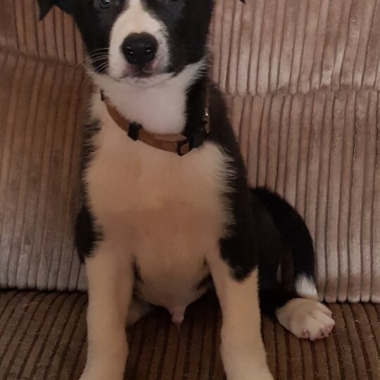 Border Collie - Both