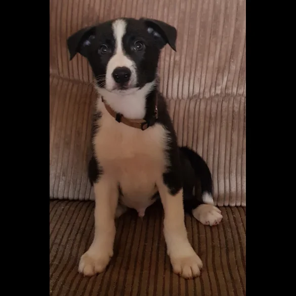 Border Collie - Both