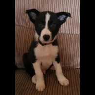Border Collie - Both