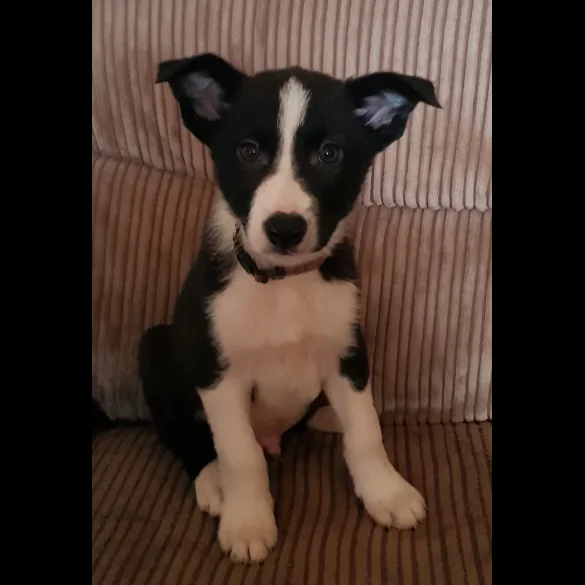 Border Collie - Both