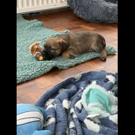 Border Terrier - Both
