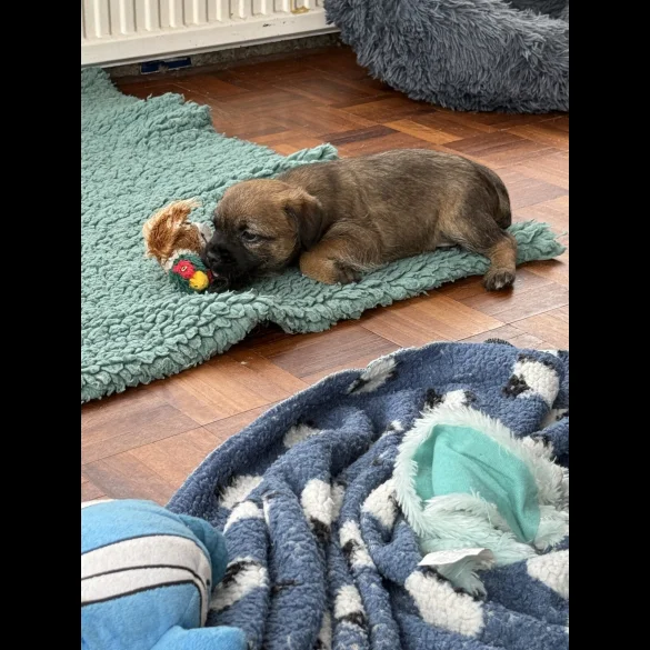 Border Terrier - Both