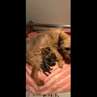 Border Terrier - Both