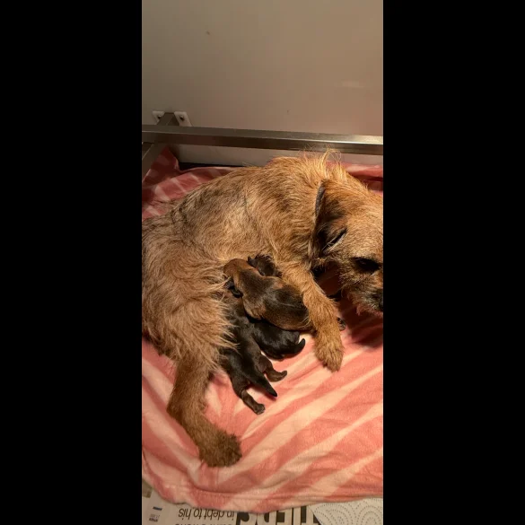 Border Terrier - Both