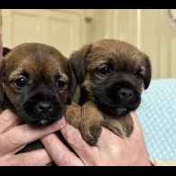 Border Terrier - Both
