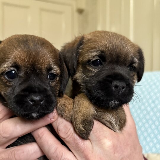 Border Terrier - Both