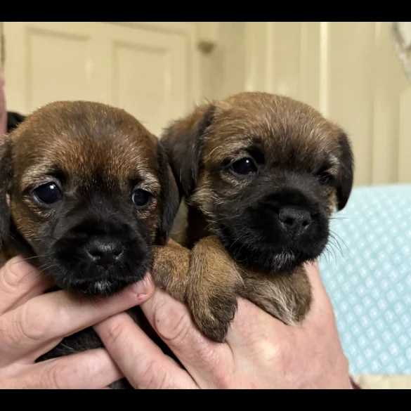 Border Terrier - Both