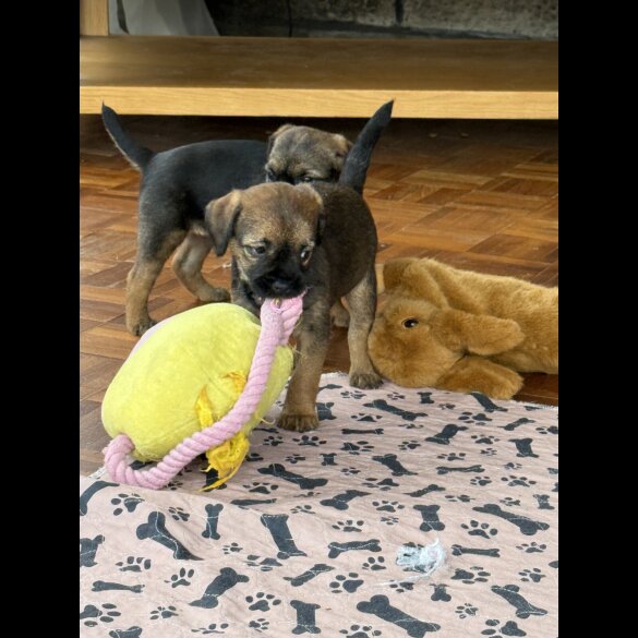 Border Terrier - Both