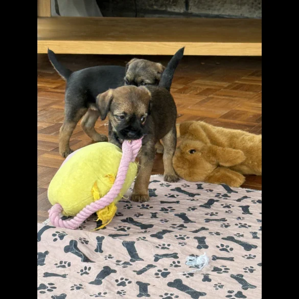 Border Terrier - Both