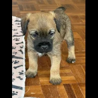 Border Terrier - Both