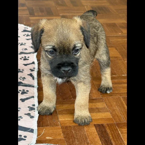Border Terrier - Both