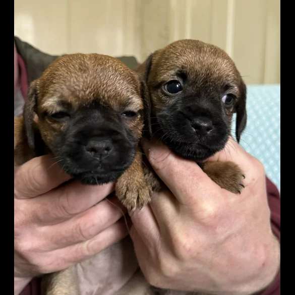 Border Terrier - Both