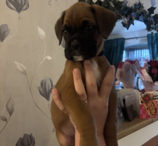 Boxer