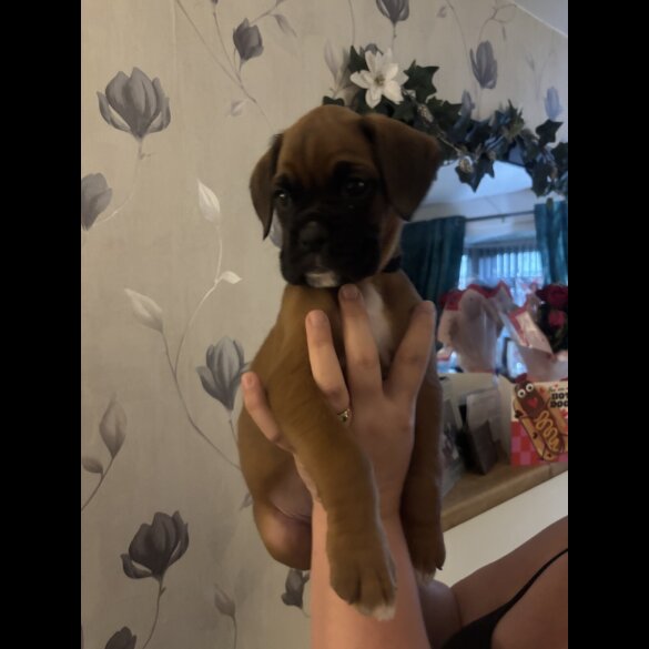 Boxer - Both