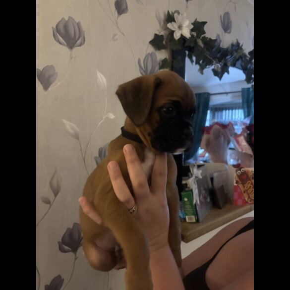 Boxer - Both