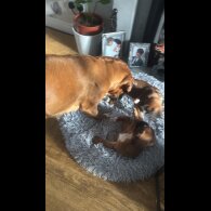 Boxer - Both