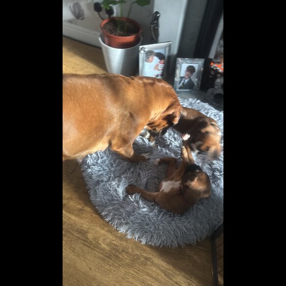 Boxer - Both