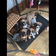 Boxer - Both