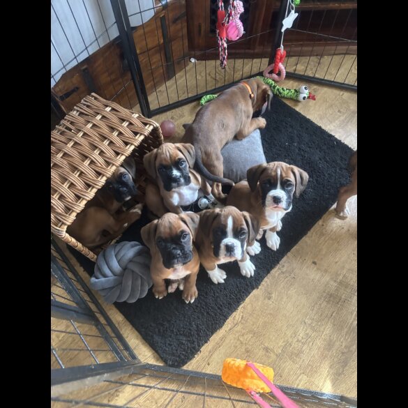 Boxer - Both