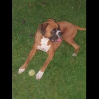 Boxer - Both